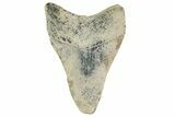 Bargain, , Fossil Megalodon Tooth - Georgia #338752-1